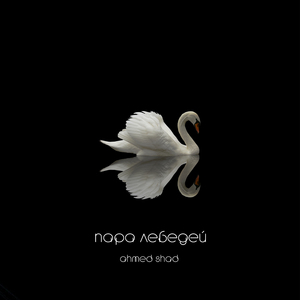 Пара лебедей