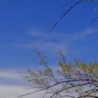 歌声已无人倾听
