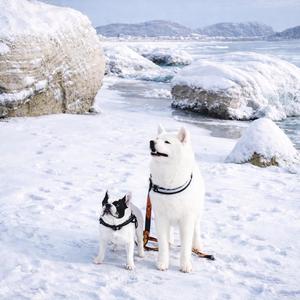 秋田犬のうた 25