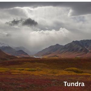 Tundra