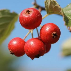 红山果 (Cover 安与骑兵)