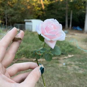 Salona (feat. Kuletakifo)