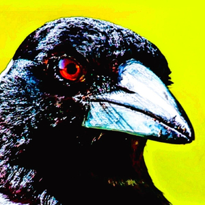 Magpies