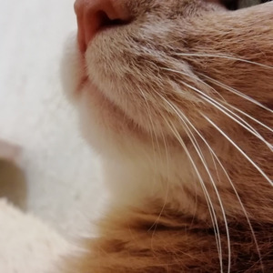 Девочка с рыжим котом