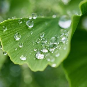 裁梦为魂(翻自：银临)