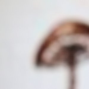 Naematoloma sublateritium