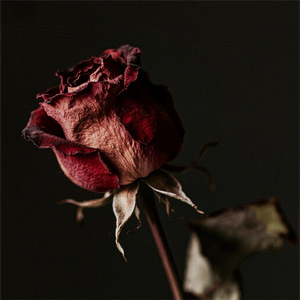 บทเรียนจากความเจ็บปวด