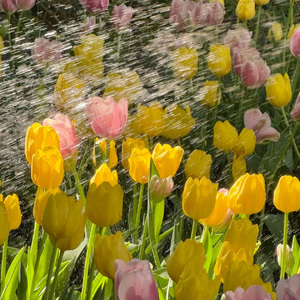 鲛人之殇（翻自 韩丹）