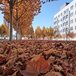 红尘来去梦一场