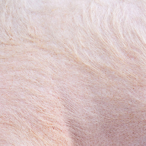 Дембельская