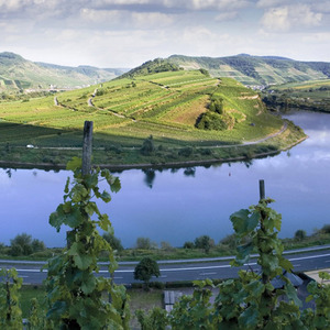 二十多岁的女人一朵花