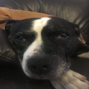 Targus Marching Strong