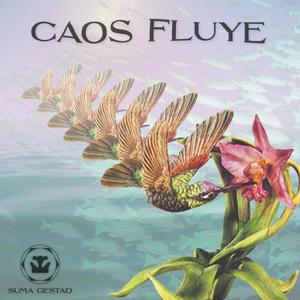 Caos Fluye