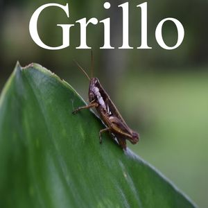 Grillo