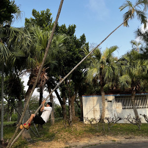 どうだいうぇいだいサマーデイズ