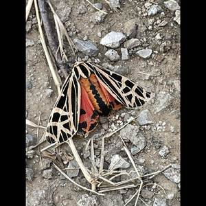 To Be The One You Truly Love