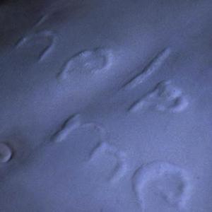 trippin (feat. hollowtiphero, gooli & 2worxk)