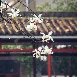 落英纷飞（民乐编配版伴奏）