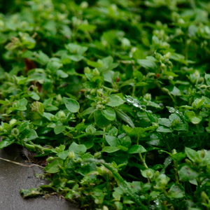 असीमित पुष्टि