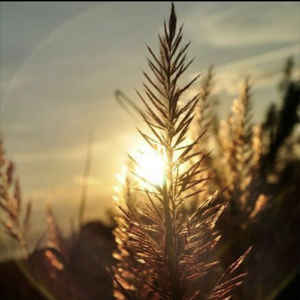 一帘幽梦（纯音乐）