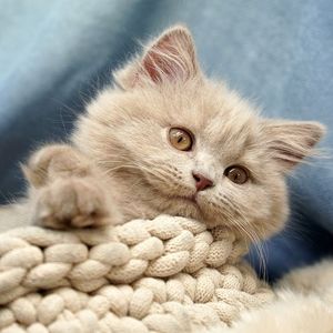突然的灵感 (668)