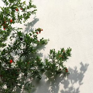 落日、晚风、列车以及......