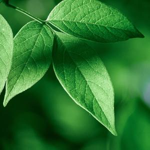 养生静心理疗 (舒缓纯音乐)