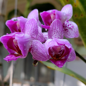 Cánh Đồng Xanh