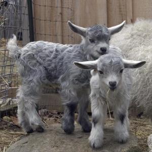 坠落星空(抖音女声）