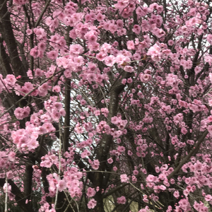 我的果汁分你一半