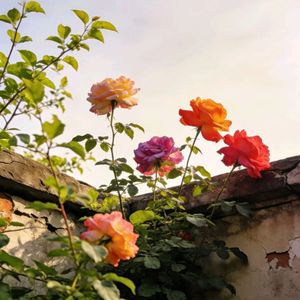 “流年” 我不理智x民谣 Pop Beat