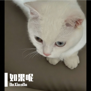 炫