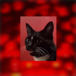 call it call it pollenated wall socket