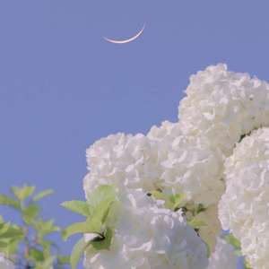 荷塘月色(翻凤凰传奇)