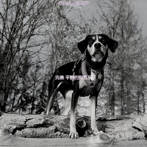 安静的小狗声音