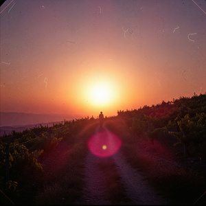 Gesi Bağlarında Dolanıyorum