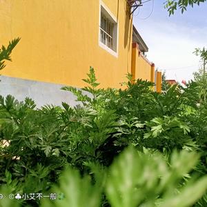 Kikas Muzika Qanaytu