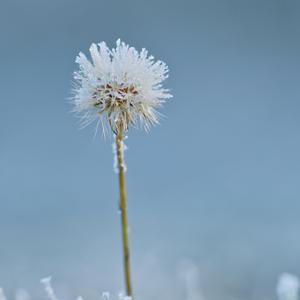 Eisblumen