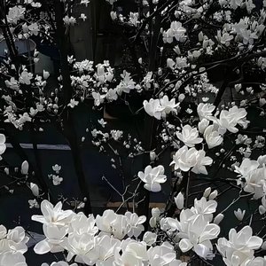 思念成疾v2-势权