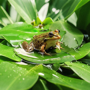 Хорошее лето