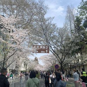 樱花草（翻自 苏白睡醒啦）