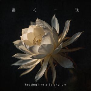 昙花一现