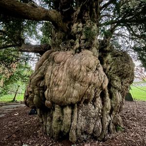 Ancient Yew