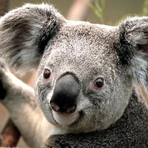 魏小然-死在江南烟雨中（黑色的36 remix）