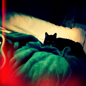 ヒトリトイ チネコ