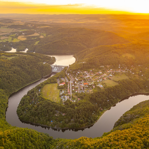 草原に佇む古木