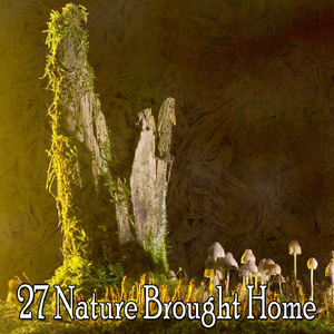 大自然的和平禮物