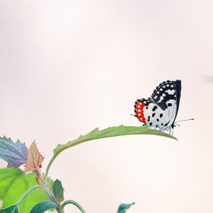 夜空中的星星 (哄睡钢琴曲)