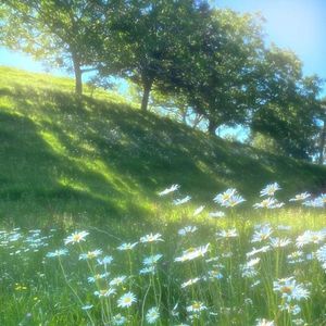 [Sunshine]免费抒情 节奏 街头流行 艾洛樱 TopBarry Type Beat