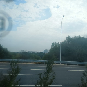 一棵会开花的树